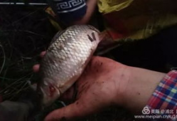 捞鱼视频,揭秘水下生态奇观